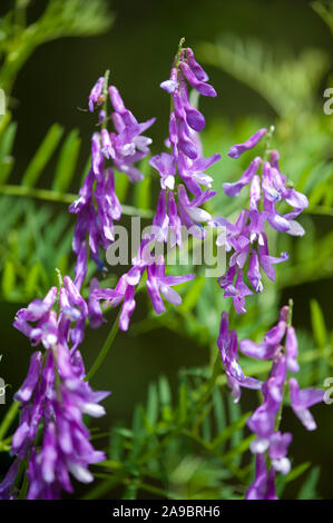 Vicia tenuifolia, Feinblaettrige Wicke, Fine-Leaved Vetch Stockfoto