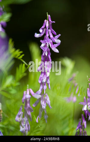 Vicia tenuifolia, Feinblaettrige Wicke, Fine-Leaved Vetch Stockfoto