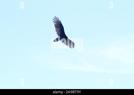 Türkei-Geier im Flug Stockfoto