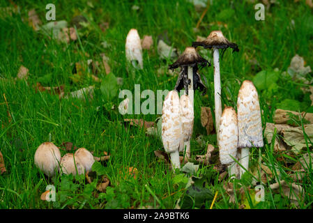 Herbst Pilze Sutherland Schottland Großbritannien Stockfoto