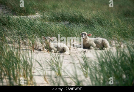 Zwei baby Schaf liegend auf weißem Sand zwischen hohem Gras, auf Sylt Küste, an der Nordsee, Deutschland. Sunny beach Tag in Nordeuropa. Süße Lämmer Stockfoto