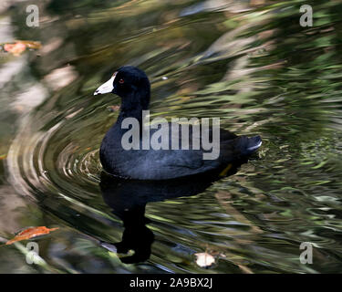 Schwarz Scoter oder Amerikanischen Scoter Vogel in der Nähe vom Wasser, zeigt seine Kopf, Augen, Schnabel, schwarzes Gefieder und genießen die Umgebung und die umliegenden w Stockfoto