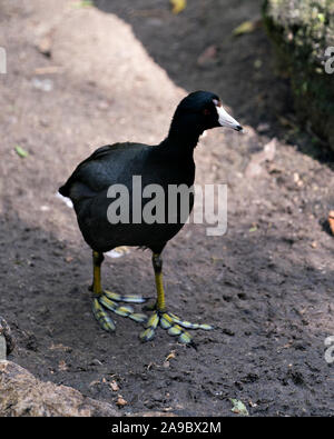 Schwarz Scoter oder Amerikanischen Scoter Vogel in der Nähe vom Wasser, wandern auf einem Felsen zeigen ihre Körper, Kopf, Augen, Schnabel, grüne Beine und schwarze Gefieder und enjo Stockfoto
