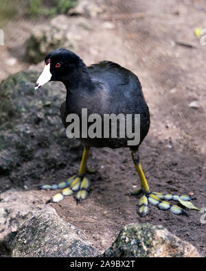 Schwarz Scoter oder Amerikanischen Scoter Vogel in der Nähe vom Wasser, wandern auf einem Felsen zeigen ihre Körper, Kopf, Augen, Schnabel, grüne Beine und schwarze Gefieder und enjo Stockfoto