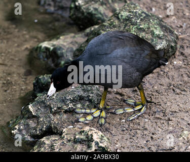Schwarz Scoter oder Amerikanischen Scoter Vogel in der Nähe vom Wasser, wandern auf einem Felsen zeigen ihre Körper, Kopf, Augen, Schnabel, grüne Beine und schwarze Gefieder und enjo Stockfoto