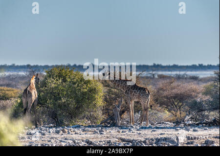 Angolas Giraffa giraffa Giraffen - angolensis - Essen aus dem Gebüsch auf den Ebenen von Etosha Nationalpark in Namibia. Stockfoto