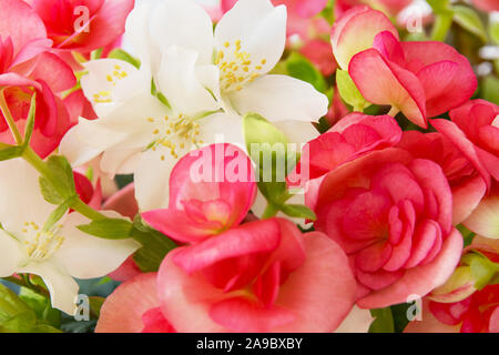 Gemischte Blumen close up mit Begonia Stockfoto