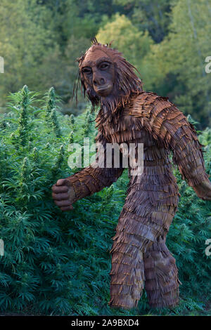 Bigfoot durch organische Hanf Feld 'Lifter' Belastung. pm Licht, Cannabis Sativa. Stockfoto