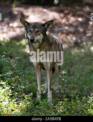 Wolf (rote Wolf) zu Fuß in das Feld mit einer Nahaufnahme der Anzeige ihrer Körper, Kopf, Ohren, Augen, Nase und Pfoten in seiner Umwelt und Umgebung. Stockfoto