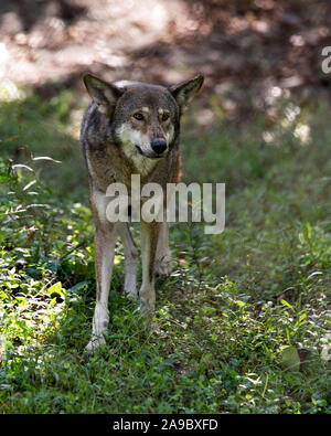 Wolf (rote Wolf) zu Fuß in das Feld mit einer Nahaufnahme der Anzeige ihrer Körper, Kopf, Ohren, Augen, Nase und Pfoten in seiner Umwelt und Umgebung. Stockfoto