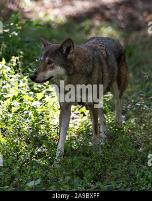 Wolf (rote Wolf) zu Fuß in das Feld mit einer Nahaufnahme der Anzeige ihrer Körper, Kopf, Ohren, Augen, Nase und Pfoten in seiner Umwelt und Umgebung. Stockfoto