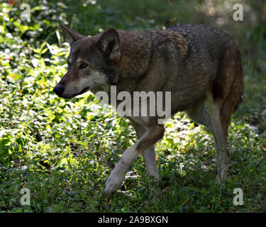 Wolf (rote Wolf) zu Fuß in das Feld mit einer Nahaufnahme der Anzeige ihrer Körper, Kopf, Ohren, Augen, Nase und Pfoten in seiner Umwelt und Umgebung. Stockfoto