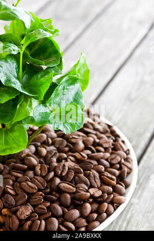Kaffee Bohnen und Kaffee Anlage Nahaufnahme Stockfoto