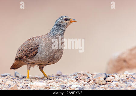 Arabisches Wüstenhuhn, Sand Partridge, Ammoperdix heyi, Perdrix de Hey, Perdiz Desértica Stockfoto