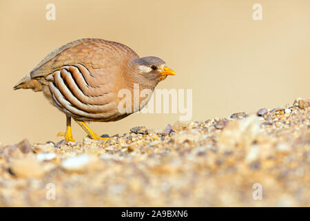 Arabisches Wüstenhuhn, Sand Partridge, Ammoperdix heyi, Perdrix de Hey, Perdiz Desértica Stockfoto