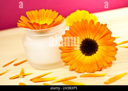 Sahne Topf mit Ringelblume Blumen Stockfoto