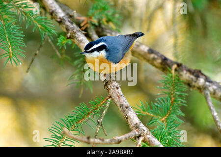 Ein Red-breasted Der Kleiber Übereinkommens canadensis ', Wandern entlang einer Spruce Tree Branch in ländlichen Alberta Kanada Stockfoto