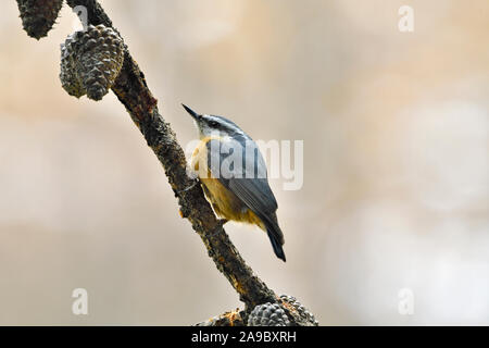 Ein mittelsägers Kleiber "Sitta canadensis', bis zu Fuß ein getrockneter Ast mit Kegel und einen sauberen Hintergrund in ländlichen Alberta Kanada Fichte. Stockfoto