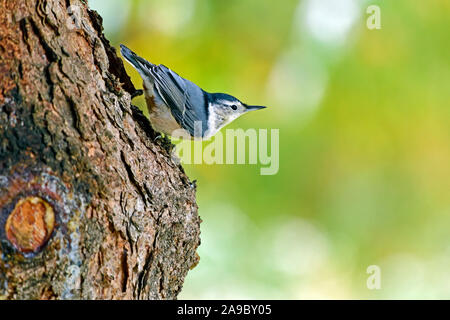 Eine Weiß-brested der Kleiber Übereinkommens carolinensis', Wandern mit der Oberseite nach unten auf eine Spruce Tree Trunk in ländlichen Alberta, Kanada. Stockfoto