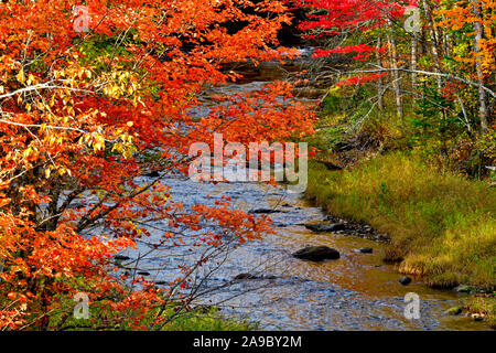 Eine horizontale Landschaft Bild des roten Ästen über Trout Creek im ländlichen New Brunswick Kanada hängen. Stockfoto