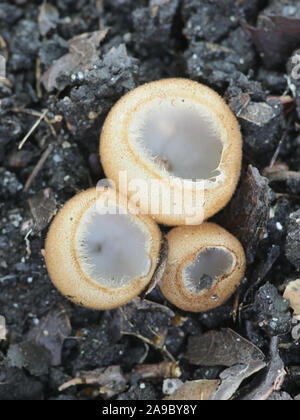 Humaria hemisphaerica, wie die haarigen fairy Cup bekannt, braun-haired fairy Tasse oder glasierte Schale, wilde Pilze aus Finnland Stockfoto