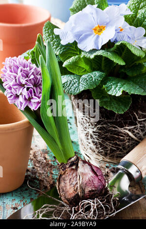 Frühling Garten arbeiten mit Hyazinthen und Primeln Stockfoto