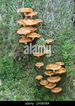 Kuehneromyces mutabilis (synonym: Pholiota mutabilis), bekannt als die ummantelten woodtuft, wilde essbare Pilze aus Finnland Stockfoto