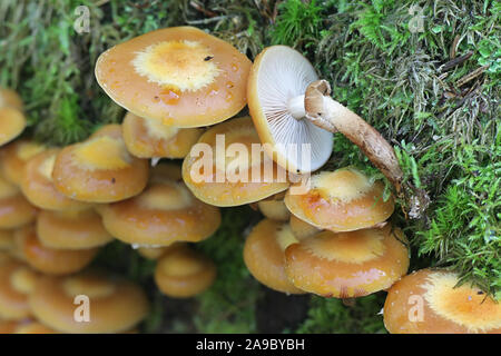 Kuehneromyces mutabilis (synonym: Pholiota mutabilis), bekannt als die ummantelten woodtuft, wilde essbare Pilze aus Finnland Stockfoto