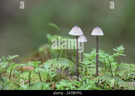 Mycena galopus, bekannt als das Melken Motorhaube oder die Milch-drop mycena, wilde Pilze aus Finnland Stockfoto