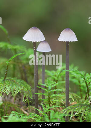 Mycena galopus, bekannt als das Melken Motorhaube oder die Milch-drop mycena, wilde Pilze aus Finnland Stockfoto