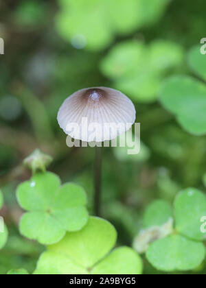 Mycena galopus, bekannt als das Melken Motorhaube oder die Milch-drop mycena, Pilze aus Finnland Stockfoto