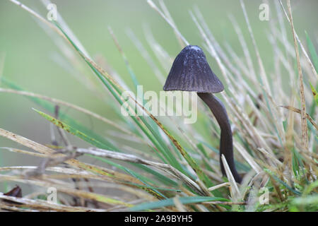 Mycena galopus var. Nigra oder einige tmes Mycena leucogala, bekannt als das Melken Motorhaube oder die Milch-drop mycena Stockfoto