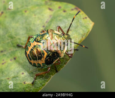 Bronze Shieldbug Nymphe (Troilus luridus) sitzen auf Eichenlaub. Tipperary, Irland Stockfoto