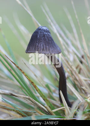 Mycena galopus var. Nigra oder einige tmes Mycena leucogala, bekannt als das Melken Motorhaube oder die Milch-drop mycena Stockfoto