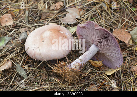 Lepista nuda, wie das Holz Blewit, wilde Pilze aus Finnland bekannt Stockfoto