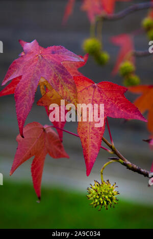 Knolling Baum Blätter rot Ahorn und seine Frucht Stockfoto