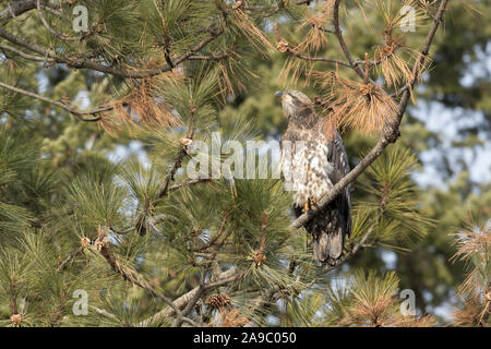 Eine unreife Weißkopfseeadler ist auf einem Zweig in der Nähe von Coeur d'Alene, Idaho thront. Stockfoto