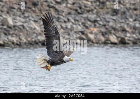 Ein kahler Adler fliegt nach dem Fangen einen Fisch aus dem See von Coeur d'Alene, Idaho. Stockfoto