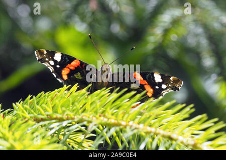 Rot Schmetterling Admiral (Vanessa atalanta) auf nadelbaumbaum thront. Tipperary, Irland Stockfoto