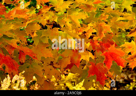 Eine Landschaft Bild von Ahorn Blätter die hellen bunten Farben eines maritimen Herbst. Stockfoto