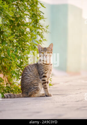 Nette junge Katze, braun Tabby, aufmerksam auf der Straße sitzen vor dem grünen Büschen und neugierig beobachten, Rhodos, Griechenland Stockfoto