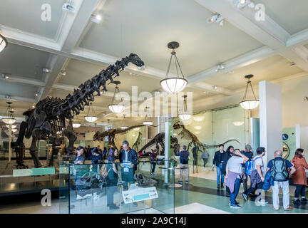 NEW YORK CITY, USA - OKTOBER 7, 2019: Touristen die apatosaurus Skelett im American Museum of Natural History in New York City. Stockfoto