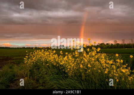 Dramatische Himmel mit Raps Blumen in der Landschaft der westlichen Teil von Holland. Ein heller Regenbogen wird durch das Licht der untergehenden Sonne beleuchtet. Stockfoto