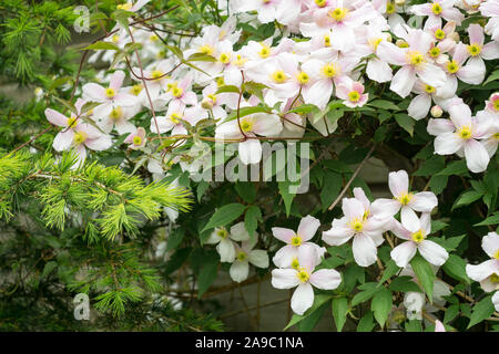 Clematis montana (auch bekannt als Berg Clematis oder Himalayan Clematis) wachsen auf einer Wand in einem Garten Stockfoto