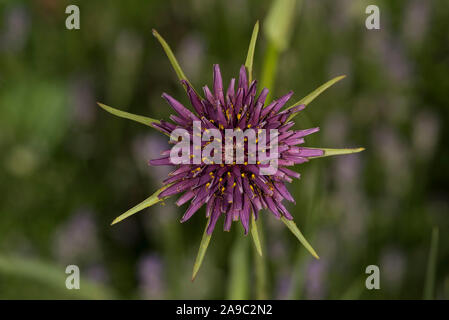 Ein lila Schwarzwurzeln (aka Oyster Pflanze). Tragopogon porrifolius ist eine Pflanze kultiviert für seine dekorativen Blüten, essbare Wurzel, und pflanzlichen Eigenschaften. Stockfoto