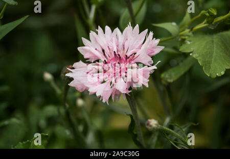 Nahaufnahme von einem blassen rosa Kornblumen. Centaurea cyanus Stockfoto