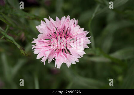 Nahaufnahme von einem blassen rosa Kornblumen. Centaurea cyanus Stockfoto