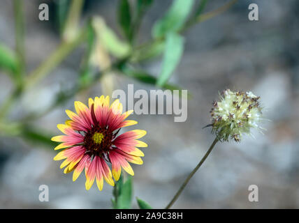 Gaillardia Pulchella oder Sundance indischen Decke Blume aus New Mexico. Stockfoto