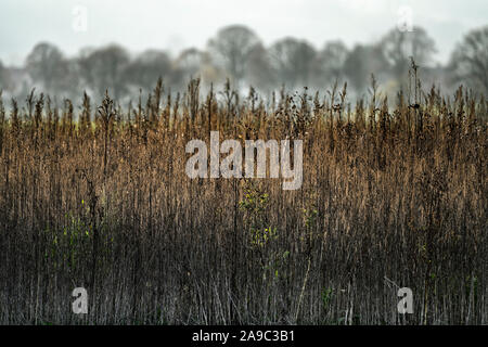 Landschaft, Oberweser; Deutschland; Deutsch; Europa Stockfoto