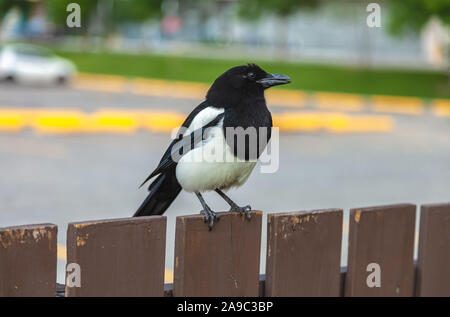 Schwarz-billed magpie Pica hudsonia Sitzstangen auf dem Holzzaun, Calgary, Alberta, Kanada. Stockfoto